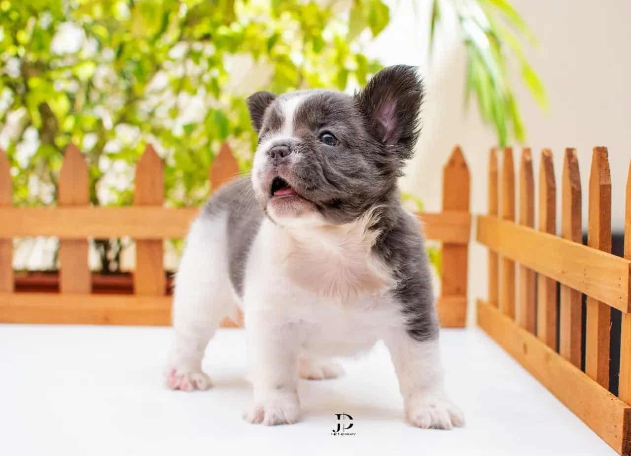 bulldog frances fluffy colombia