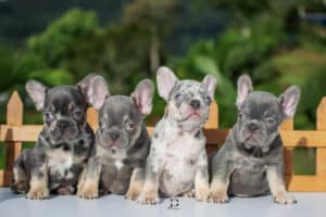 Bulldog Frances Medellin