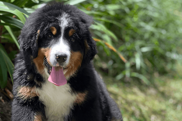 Cachorro Bernés de la Montaña tricolor sentado en el pasto - Criadero Dinastía Cachorros Medellín