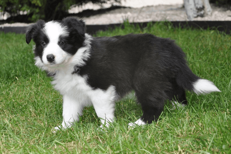 Border Collie en Medellín disponible en criadero certificado Colombia