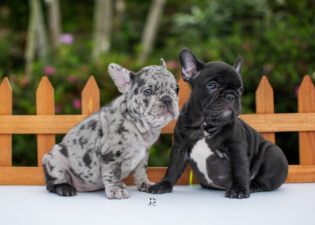 Criadero Bulldog Francés Medellin Dinastía Cachorros Medellin