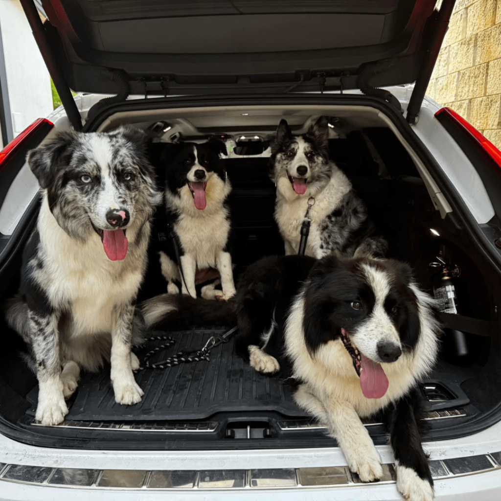 galeria-border-collie-medellin-colombia-002