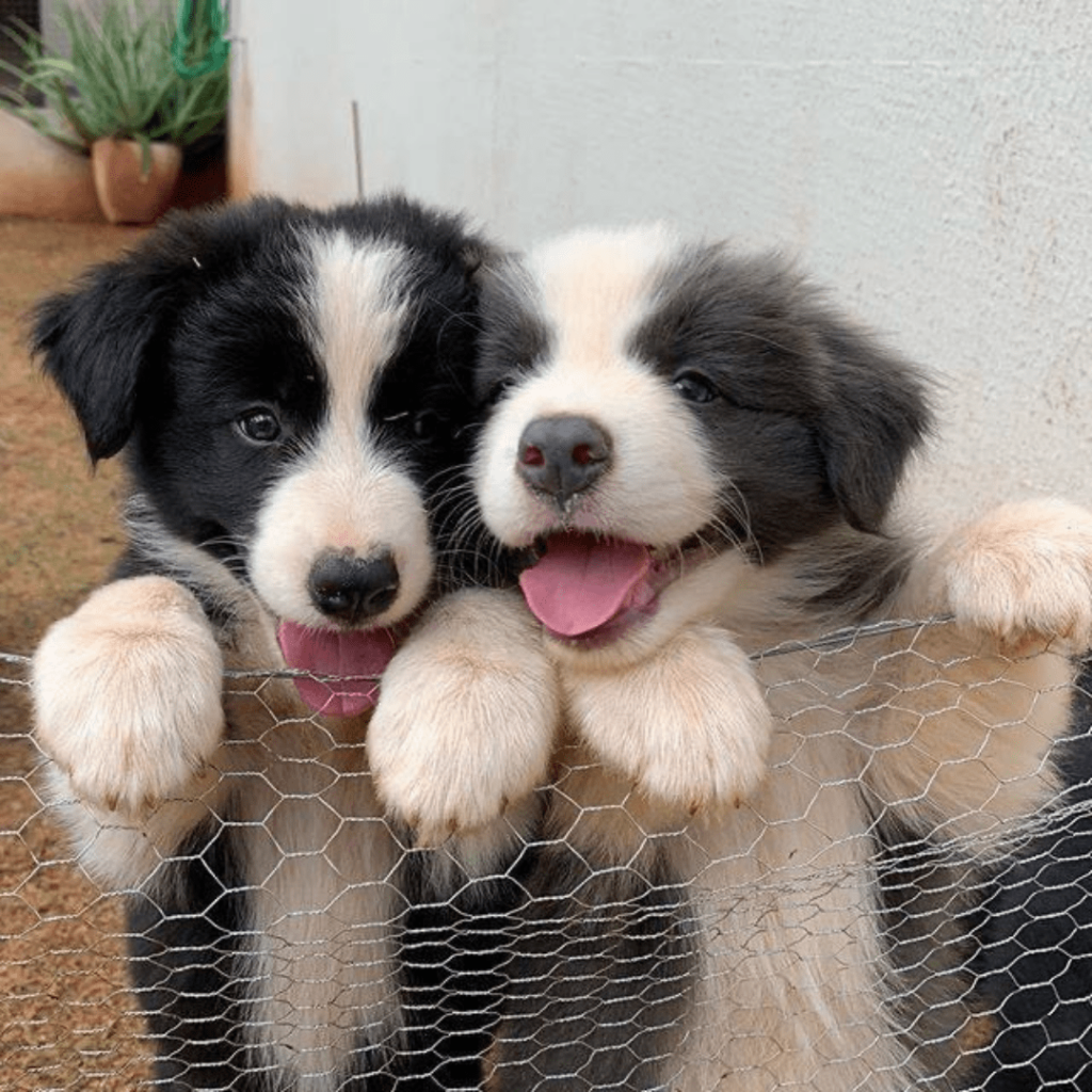 galeria-border-collie-medellin-colombia-003