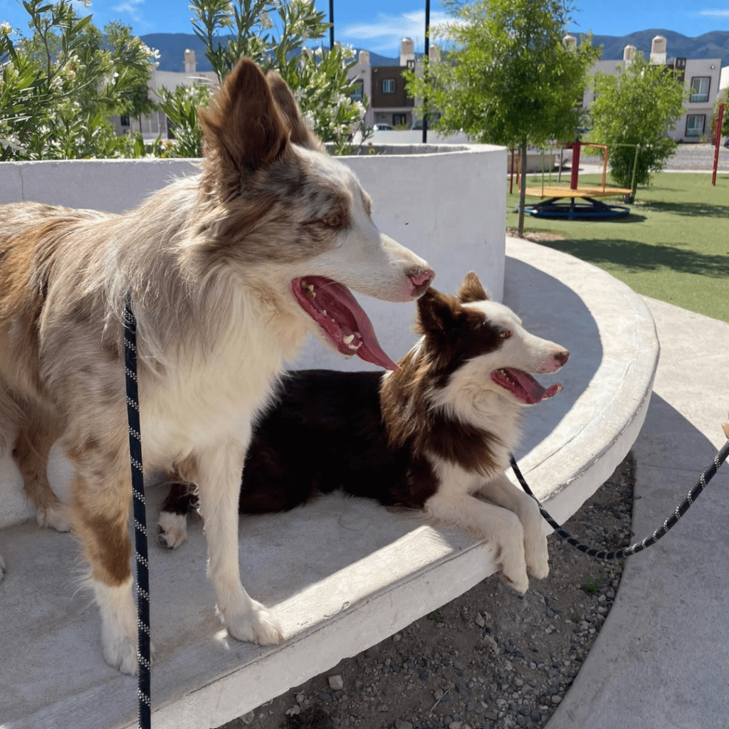 galeria-border-collie-medellin-colombia-005