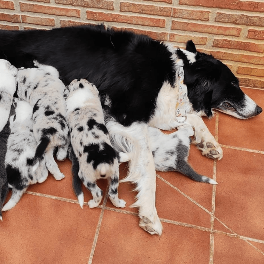 galeria-border-collie-medellin-colombia-006