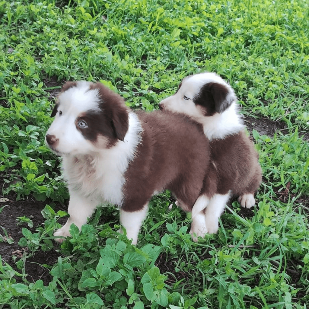 galeria-border-collie-medellin-colombia-007