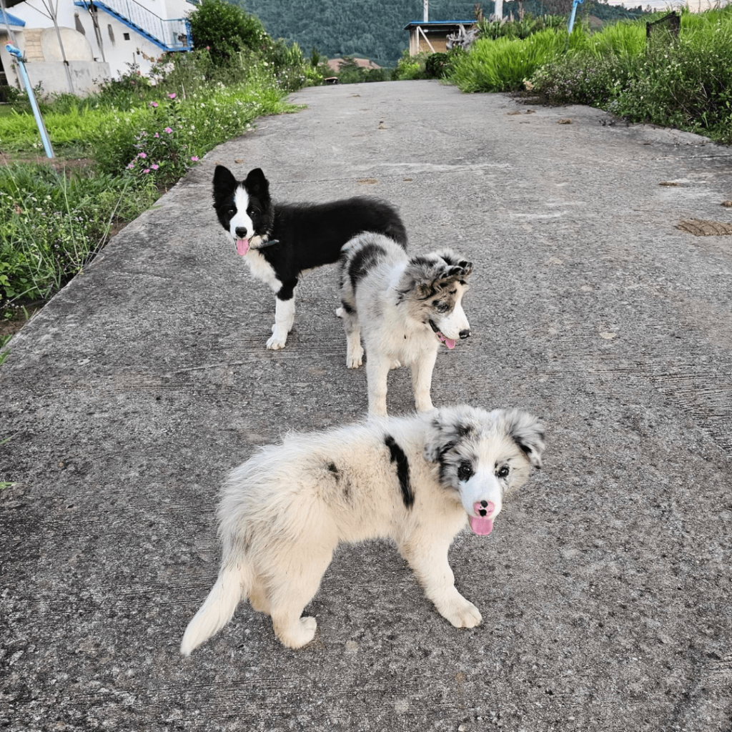 galeria-border-collie-medellin-colombia-008