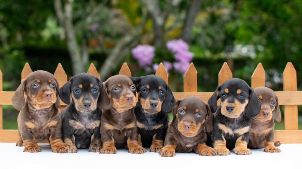 Perro salchicha teckel de 2 meses colores negro fuego y chocolate
