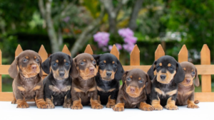 Perro salchicha teckel de 2 meses colores negro fuego y chocolate