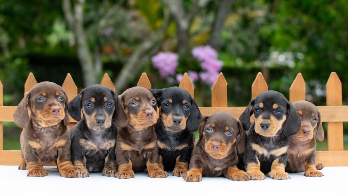 Perro salchicha teckel de 2 meses colores negro fuego y chocolate