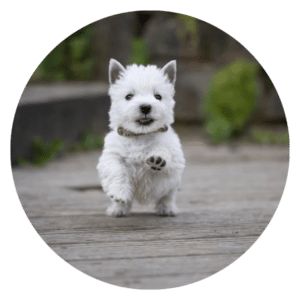 West Highland White Terrier Precio Medellin