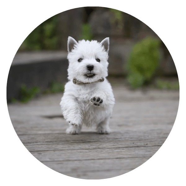 West Highland White Terrier Precio Medellin