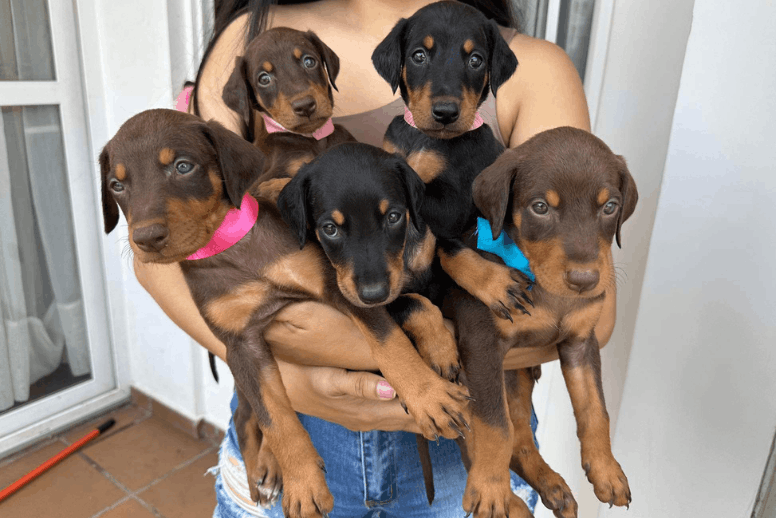 Cachorro Doberman negro y fuego en brazos - Venta en Bogotá Dinastía Cachorros