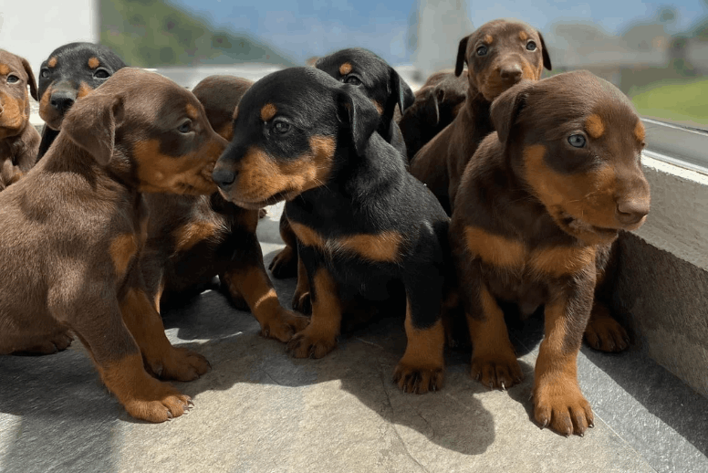 Cachorros Doberman negro y fuego jugando en el patio - Venta en Cali Dinastía Cachorros