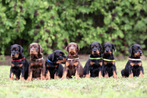 Cachorros Doberman Medellín negro y fuego en fila sobre el pasto - Criadero Dinastía Cachorros