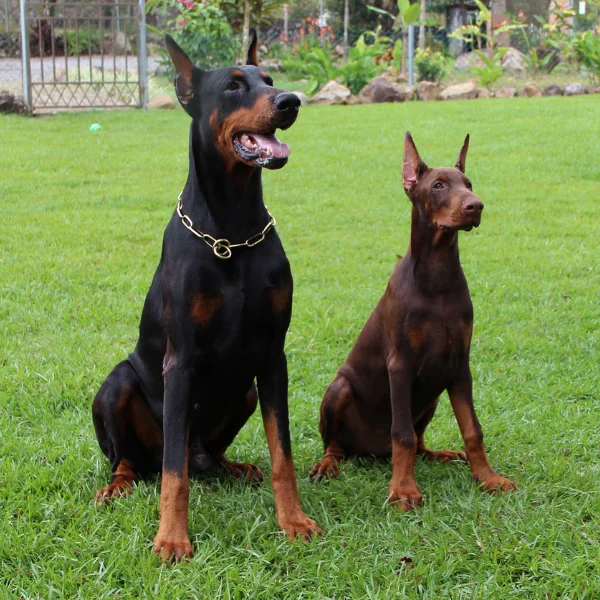 Doebrman medellin Cachorros