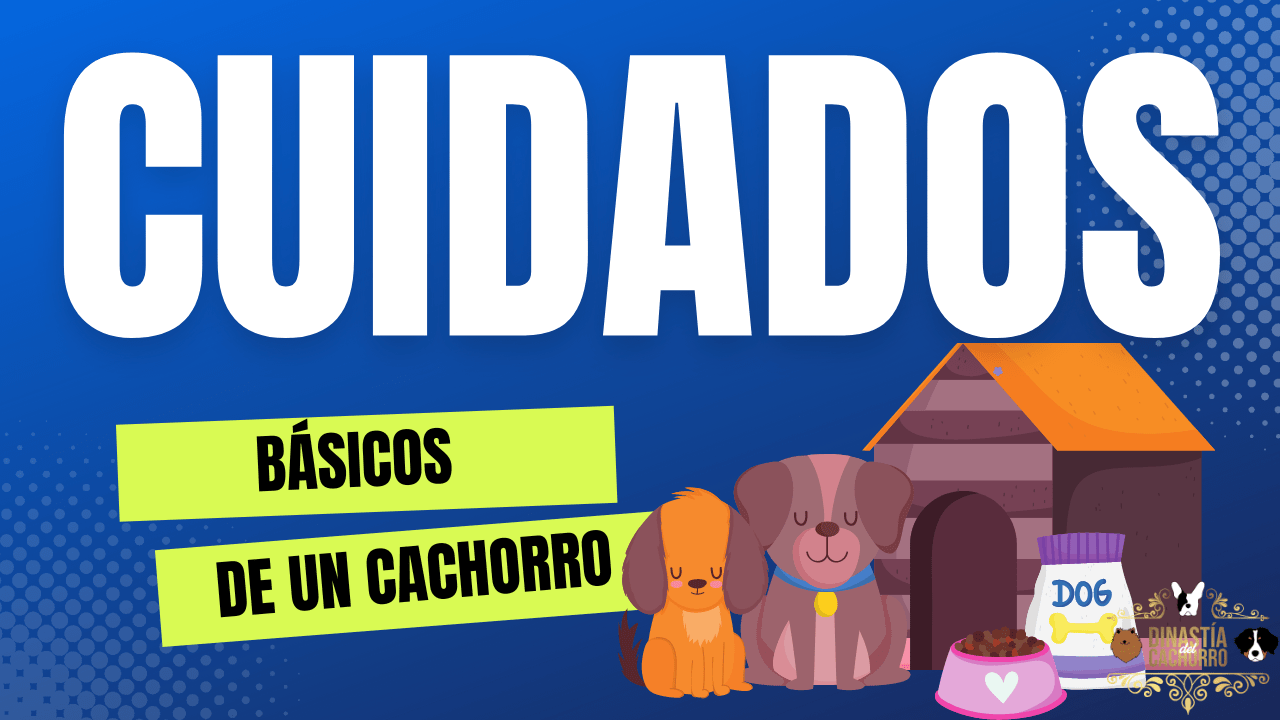 cuidados de un perro cachorro