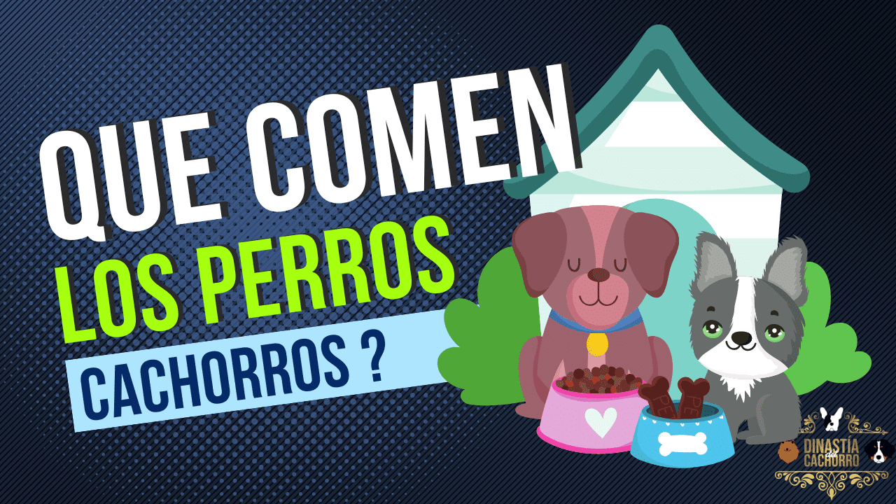 que comen los perrros cachorros