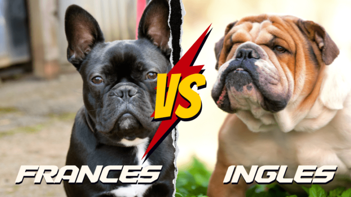 Bulldog Inglés o Bulldog Francés. ¿Cuál elegir? - Dinastía Cachorros ...