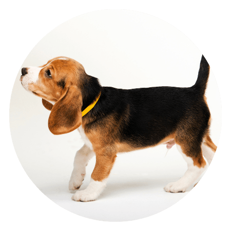 criadero beagle medellin