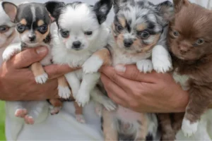 Cachorros Chihuahua en venta en Medellín - criadero Dinastía Cachorros