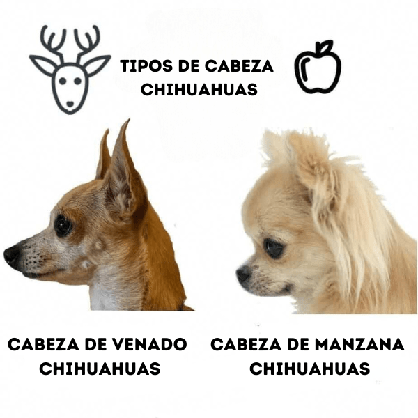 chihuahuas en medellin