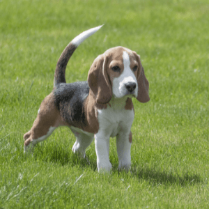 foto-beagle-medellin-colombia