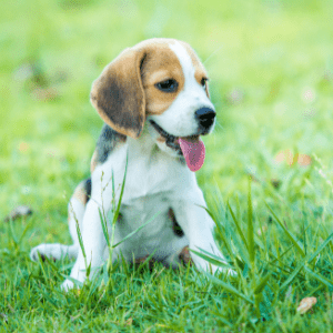 foto-beagle-medellin-colombia