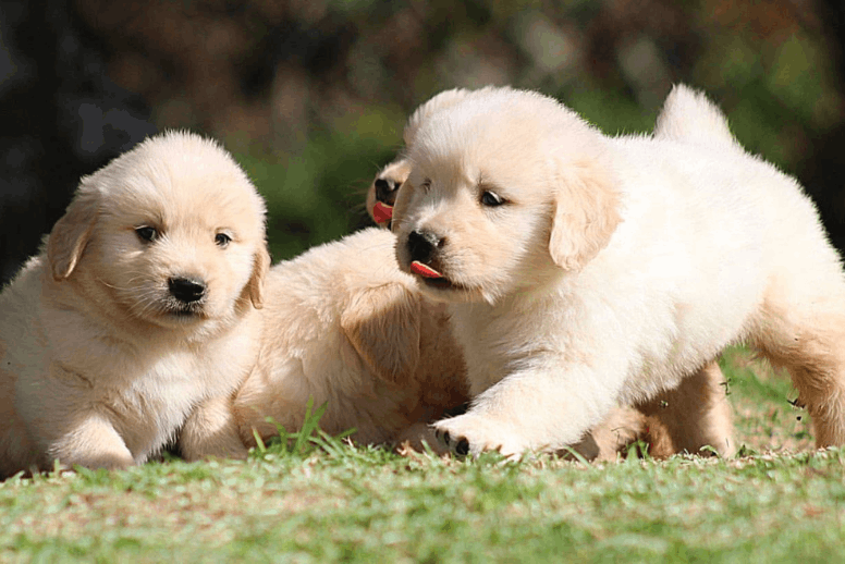 Venta de cachorros Golden Retriever en Medellín Dinastía Cachorros