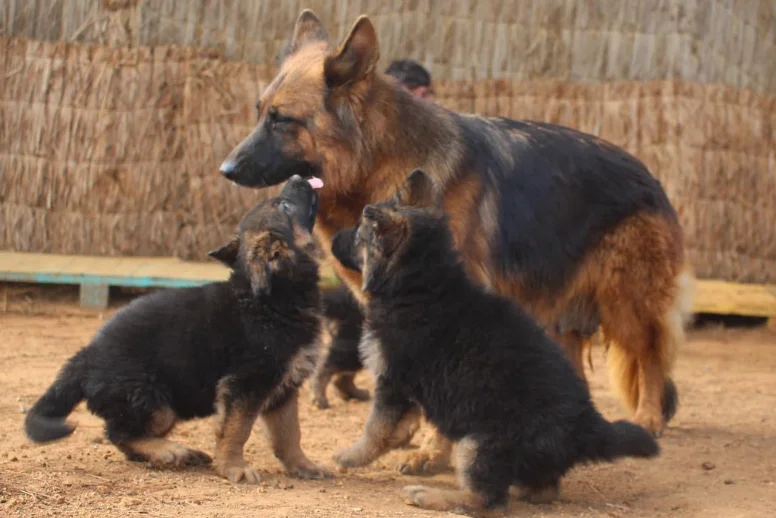 Cachorro Pastor Alemán en venta en Medellín - criadero Dinastía Cachorros
