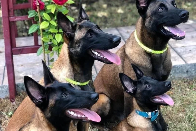 Cachorros Pastor Belga Malinois en venta en Medellín - criadero Dinastía Cachorros
