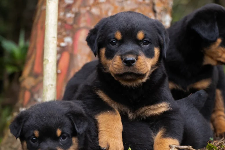 Cachorros Rottweiler en venta en Medellín - criadero Dinastía Cachorros