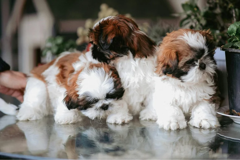 Cachorros Shih Tzu en venta en Medellín - criadero certificado Dinastía Cachorros
