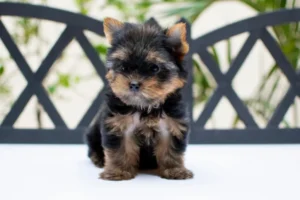 Cachorro Yorkshire Terrier en venta en Medellín - criadero Dinastía Cachorros