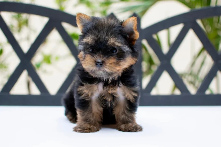Cachorro Yorkshire Terrier en venta en Medellín - criadero Dinastía Cachorros