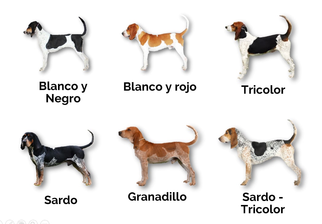 colores-sabueso-fino-colombiano