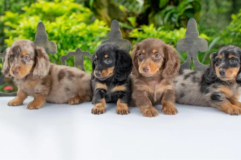 Teckel Salchicha pelo largo en venta en Medellín - criadero Dinastía Cachorros