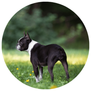 criadero-boston-terrier-colombia