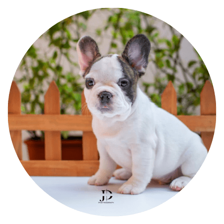 Cuidados Bulldog Francés cachorro - Mundo Animal