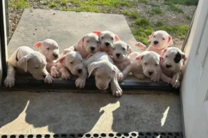 Cachorros Dogo Argentino en venta en Medellín - criadero Dinastía Cachorros