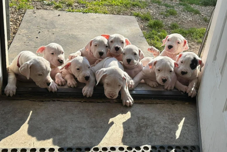 Cachorros Dogo Argentino en venta en Medellín - criadero Dinastía Cachorros