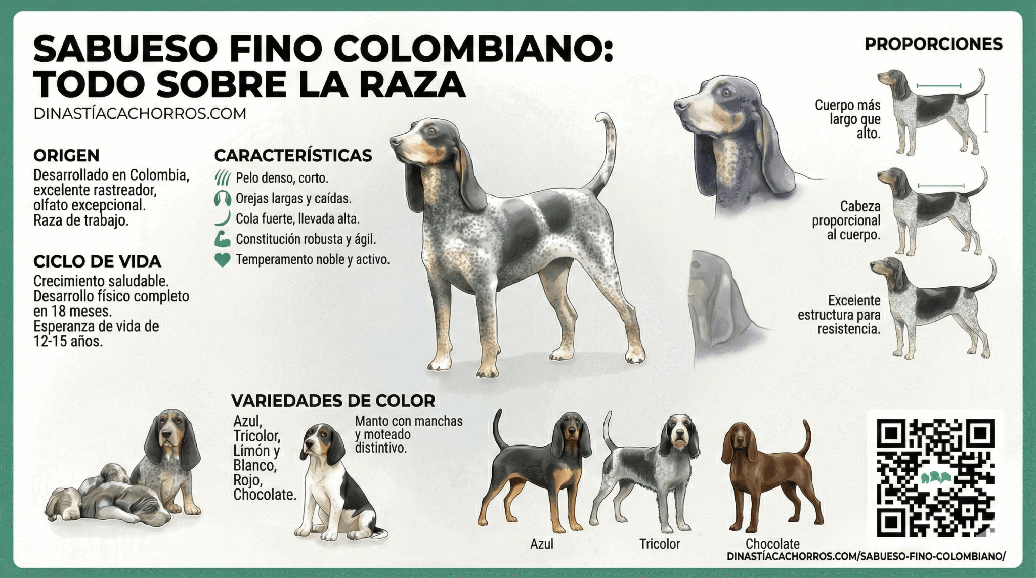 Infografía completa del Sabueso Fino Colombiano: características, colores y origen - Dinastía Cachorros.