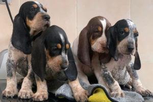 Sabueso Fino Colombiano de raza pura en criadero certificado Colombia