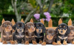 Cachorros Teckel miniatura en venta en Colombia - criadero Dinastía Cachorros