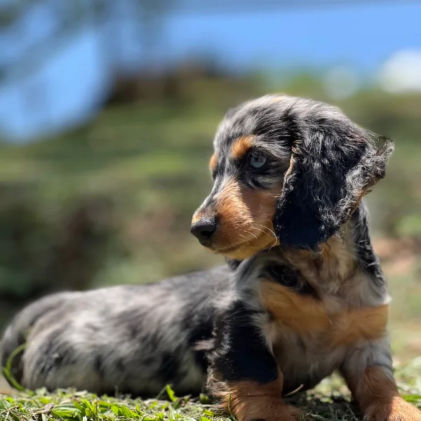 Title: teckel-salchicha-pelo-largo-chocolate-1