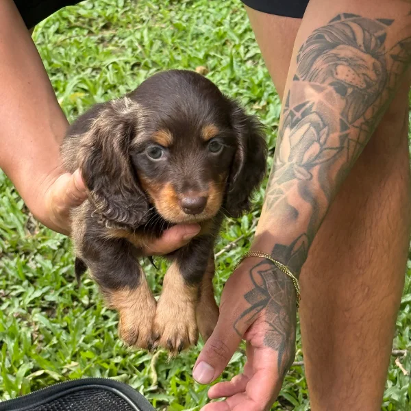 Teckel Salchicha pelo largo chocolate y fuego cachorro en venta Medellín