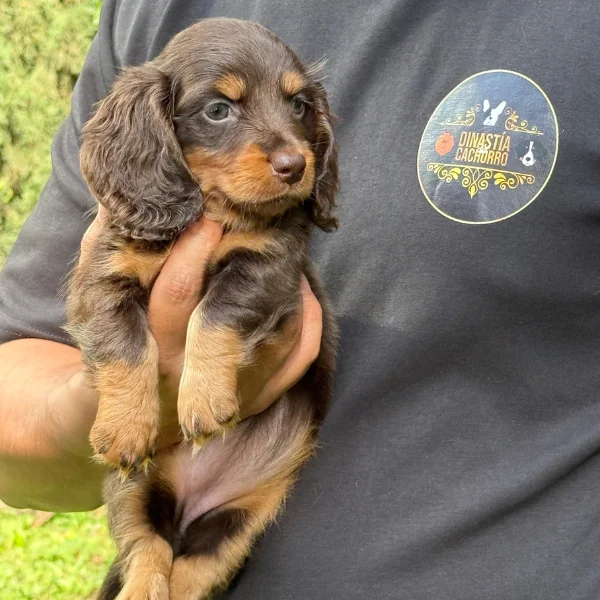 Teckel Salchicha pelo largo color chocolate - cachorro en venta Medellín
