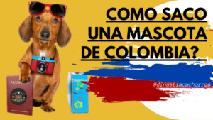 tramites-mascotas-colombia