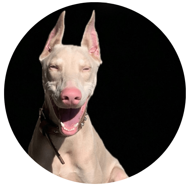 doberman albino colombia