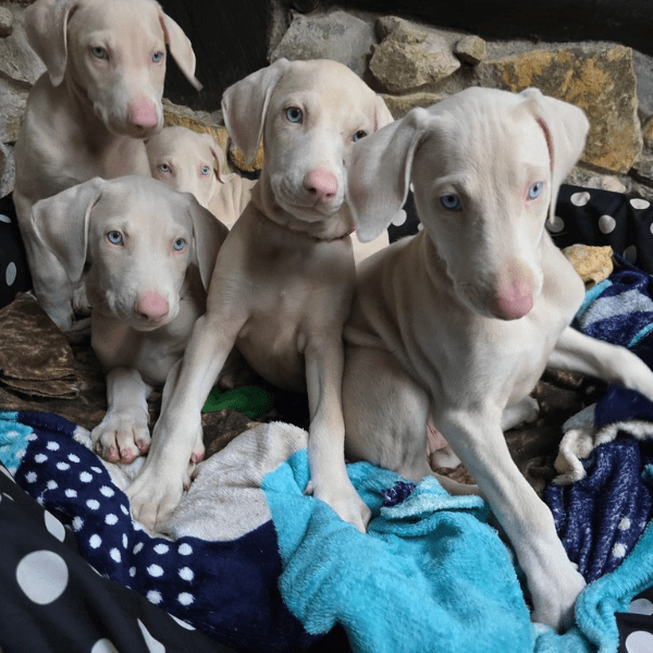 galeria-doberman-albino-colombia-002